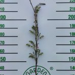  Vistéria kvetnatá (Wisteria floribunda) ´ISSAI´ výška: 150-200 cm, kont. C3L